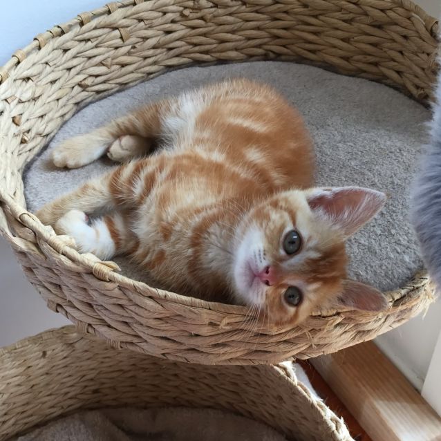 Photo of Macca ^^Dandy Cat Rescue^^