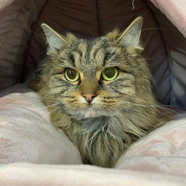 Photo of Sprinkles 