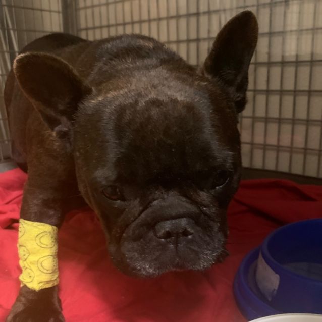 Millykins - Small Female French Bulldog Dog in QLD - PetRescue