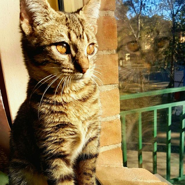 Photo of Ash
