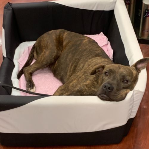  Stella (on Adoption trial)