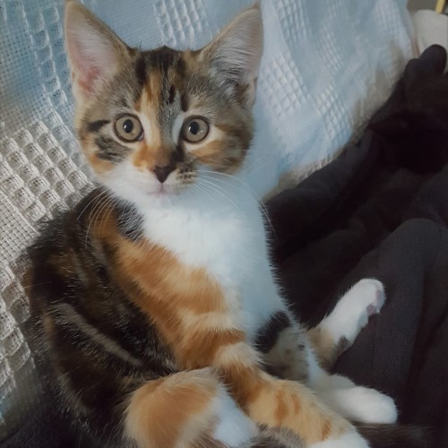 Mercedes ^^Dandy Cat Rescue^^