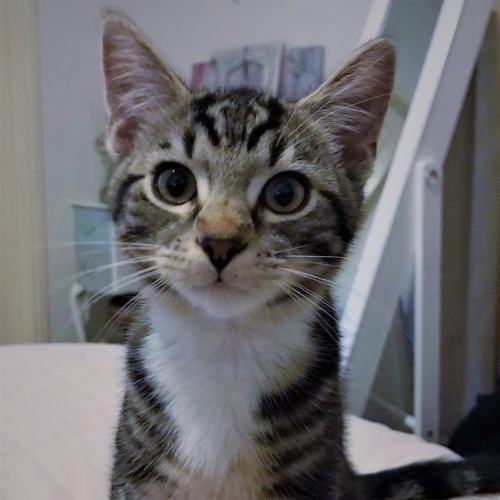Damon ^^Dandy Cat Rescue^^