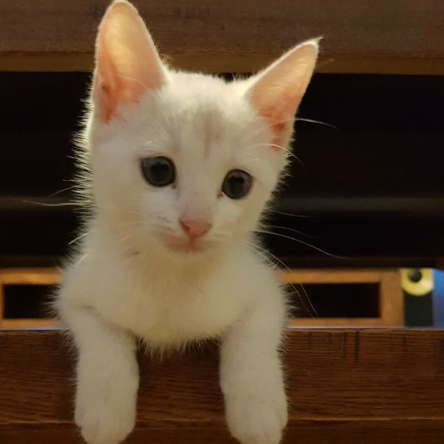 Photo of Gerdi   Nc642 *Adoption Pending