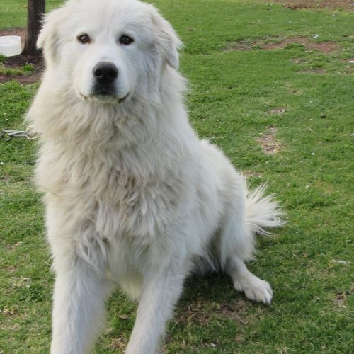 Bianco *On Trial in His New Home*