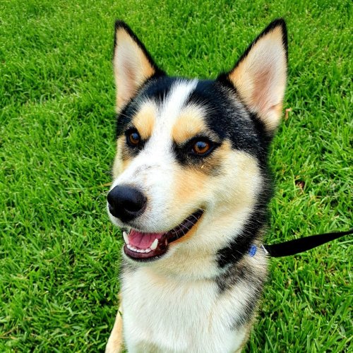Ranger ~ 9mo Husky X (adopted 13/1/21)