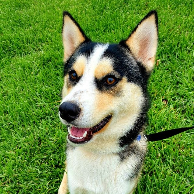 Photo of Ranger ~ 9mo Husky X (Adopted 13/1/21)
