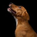 Photo of Tango