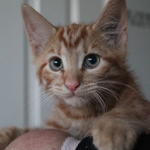 Benji