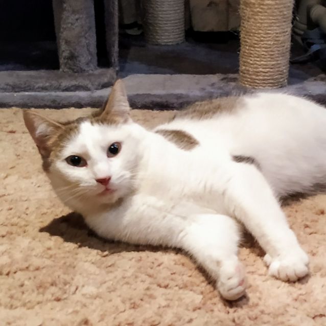 Photo of Desperate For Her Own Human To Love!