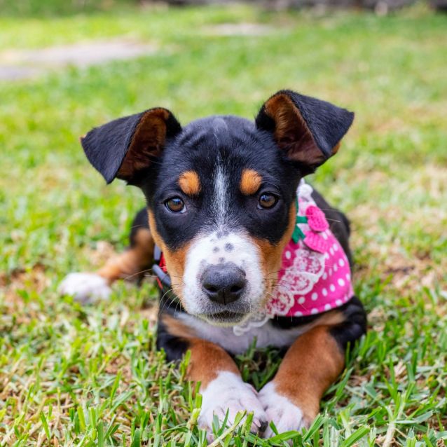 Photo of Gracie ~ 10wk Old Kelpie X (On Trial 19/12/2020)