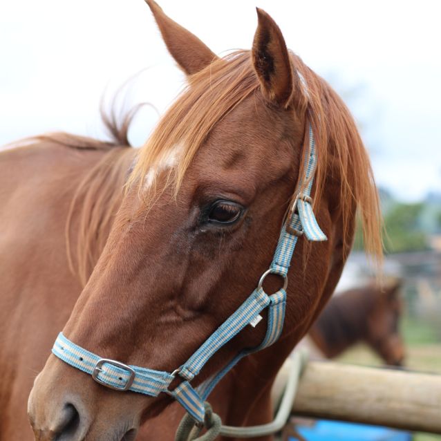 Photo of Jade   Sweet Mare