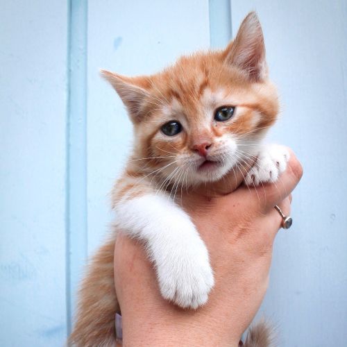 Pumpkin ~ 6 week old male kitten