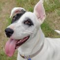 Photo of Zia ~ 2yr Old Bull Arab X