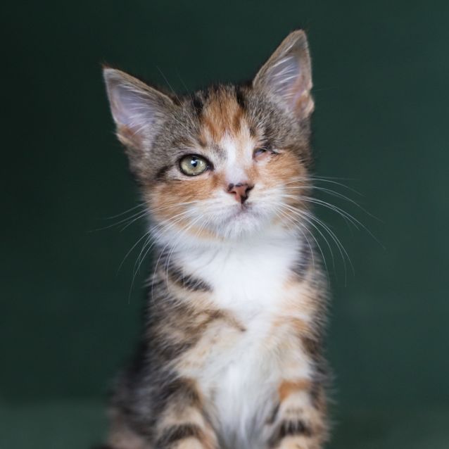 Photo of Tinkerbell + Winter 