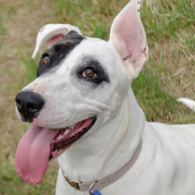 Photo of Zia ~ 2yr Old Bull Arab X