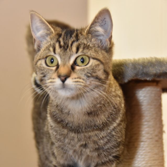 Photo of Crumpet