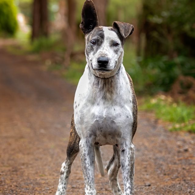 Photo of Koori