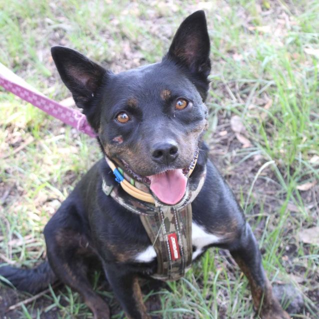 Sophie Medium Female Kelpie x Corgi Mix Dog in NSW PetRescue