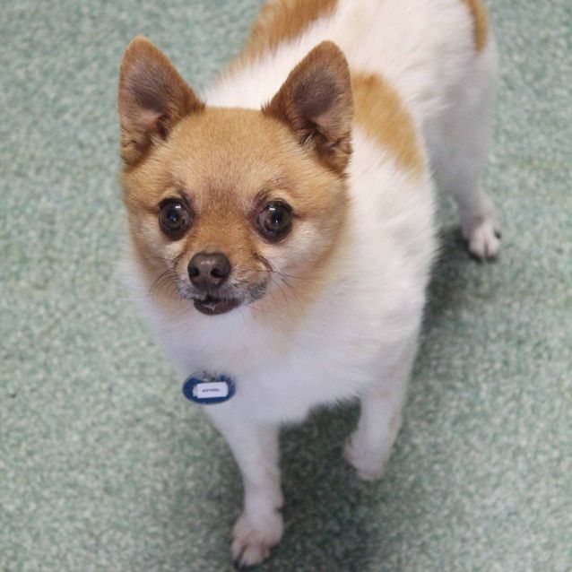 April Small Female Pomeranian X Chihuahua Mix Dog In Nsw Petrescue