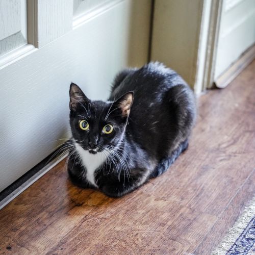Lavinia ~ 1 year old female (on trial 11/09/21)