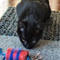 Photo of Luci ^^Dandy Cat Rescue^^