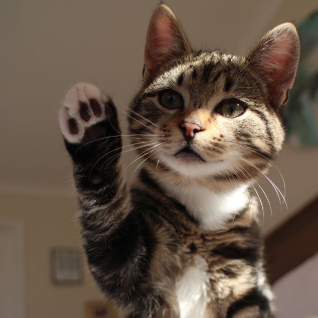 Photo of Vincent ^^Dandy Cat Rescue^^