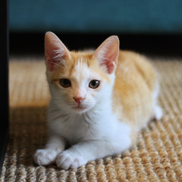Photo of Kimchi