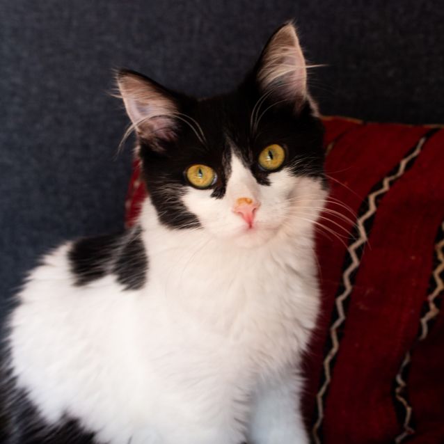 Photo of Kuro   Located In Preston