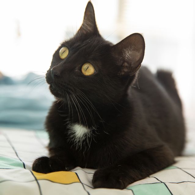 Photo of 🖤 Jinxy 🖤