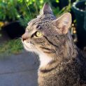Photo of Tiger   Located In Northcote