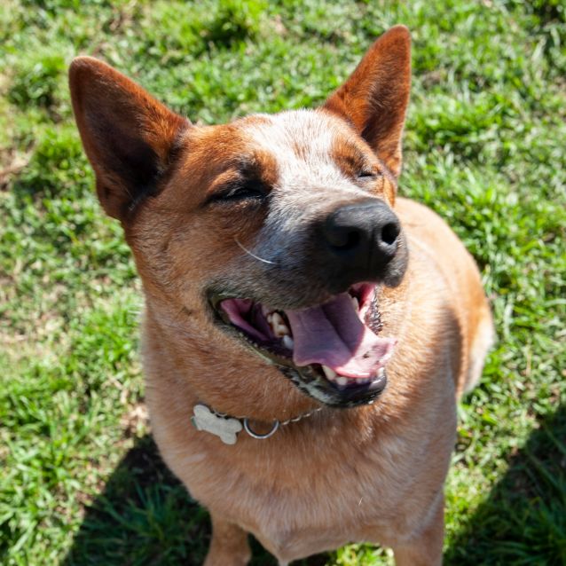 Photo of Weary ~ Australian Cattle Dog (On Trial 12/10/19)