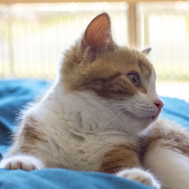 Photo of Harry ^Dandy Cat Rescue^