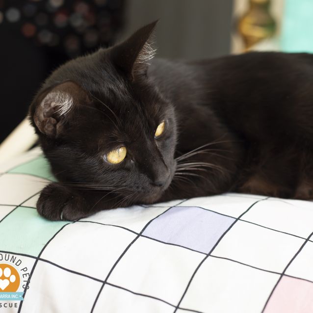 Photo of 🖤 Jinxy 🖤