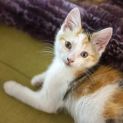 Photo of Melanie C ^^Dandy Cat Rescue^^