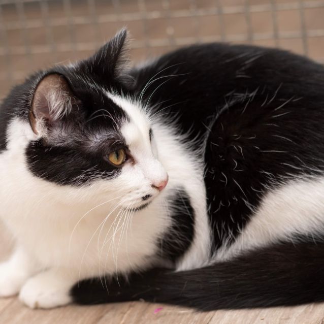 Photo of James Cook **2nd Chance Cat Rescue**