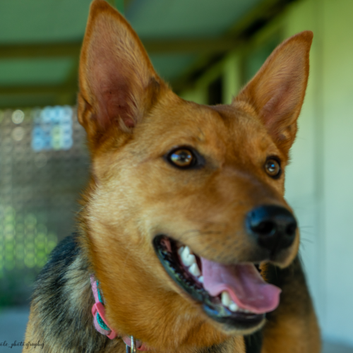 Delilah ~ Kelpie X Cattle Dog (on trial 10/10/19)