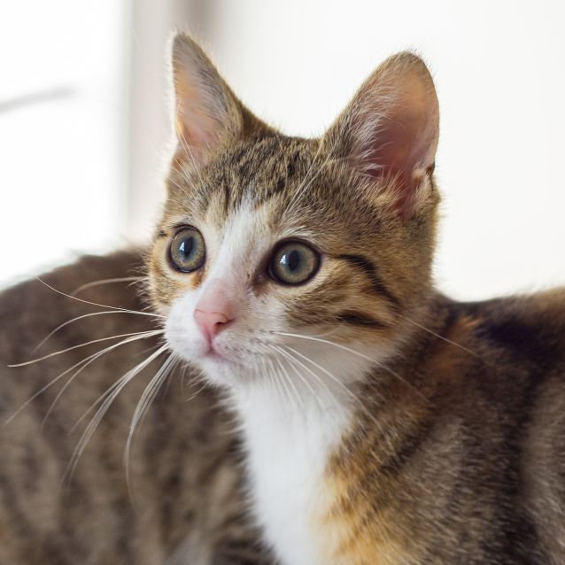 Photo of Gerry ^^Dandy Cat Rescue^^