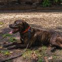 Photo of Roxy ~ 2 Year Old Rottweiler X Staffy