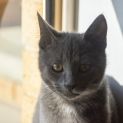 Photo of Christian ^^Dandy Cat Rescue^^