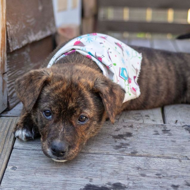 Photo of Charlotte ~ Staffy X Kelpie (On Trial 17/10/19)