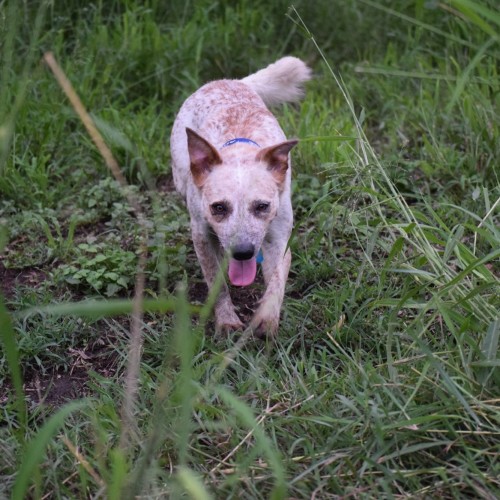 Pepper