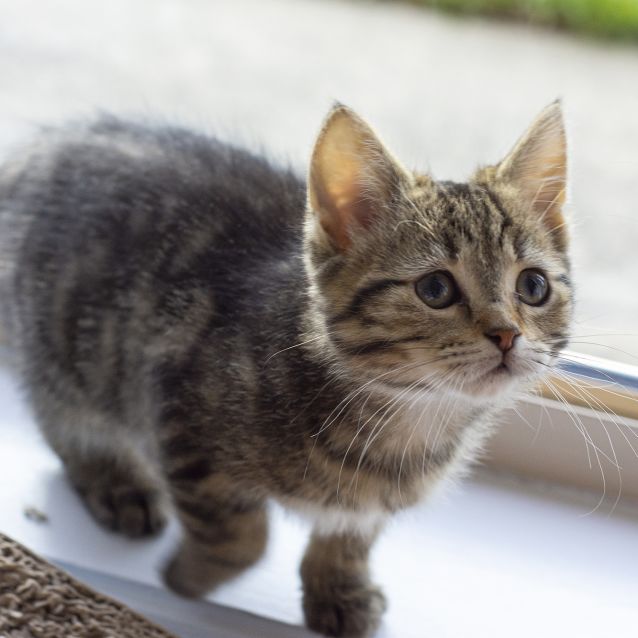 Photo of Victoria ^^Dandy Cat Rescue^^