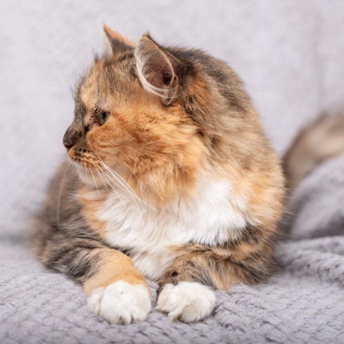 Naesli **2nd Chance Cat Rescue**