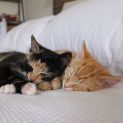 Photo of Edgar & Luella ^^Dandy Cat Rescue^^