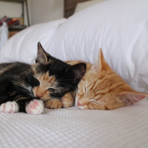 Edgar & Luella ^^Dandy Cat Rescue^^