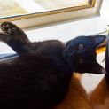 Photo of Bruce ^^Dandy Cat Rescue^^