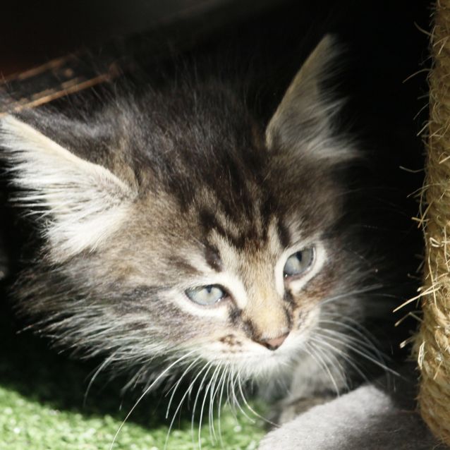 Photo of Gryffindor (Gryffin