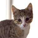 Photo of Mel B ^^Dandy Cat Rescue^^