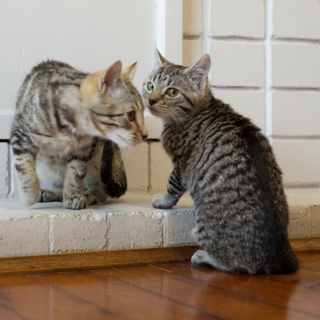 Photo of Max And Shadow
